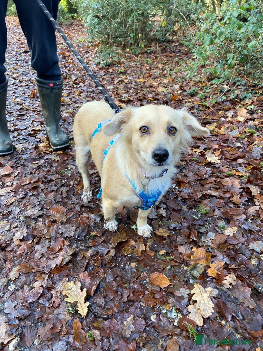 Mixed Breed dogs for adoption: Aurora  - Advert 1