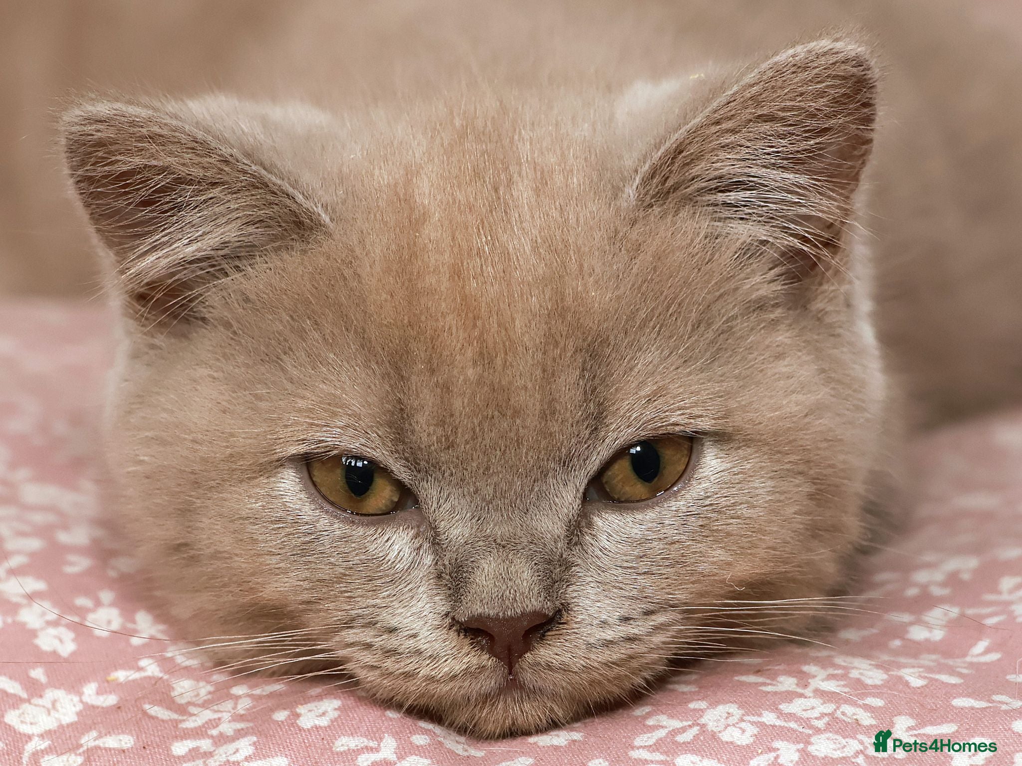 British Shorthair cats Stunning TICA Registered Lilac Boy - Advert 2