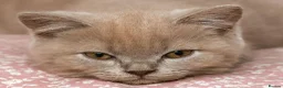 British Shorthair cats for sale: Stunning TICA Registered Lilac Boy - Advert 2