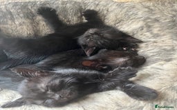 British Shorthair cats for sale: 🐾 Adorable 9-Week-Old Black Kittens 🐾 - Image 4