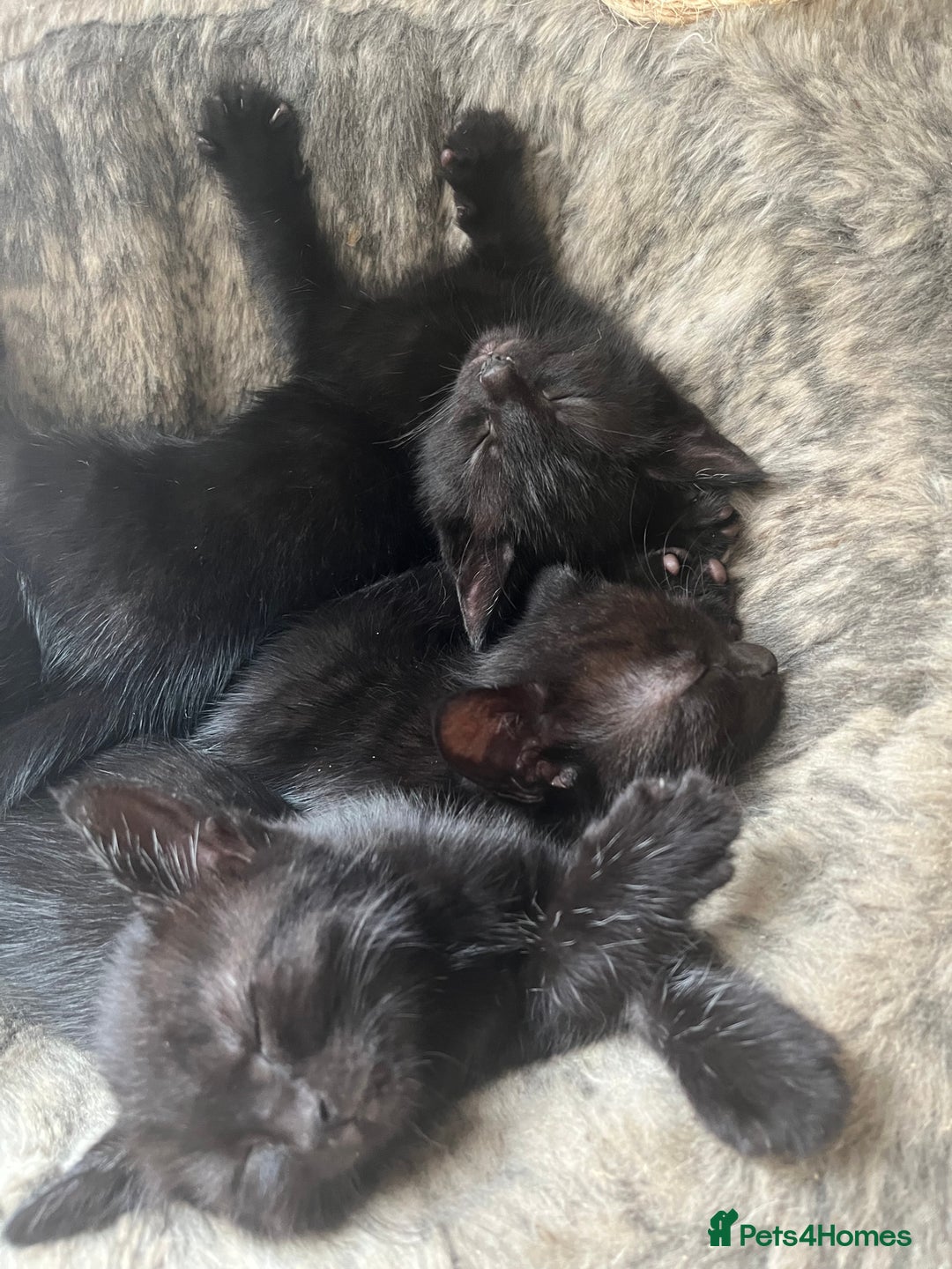 British Shorthair cats for sale: 🐾 Adorable 9-Week-Old Black Kittens 🐾 - Image 4
