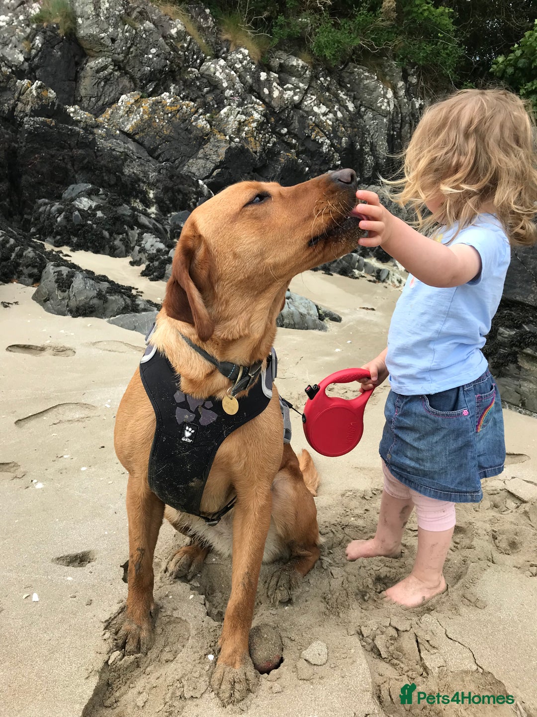 Labrador Retriever dogs for sale: Beautiful KC reg Labrador puppies - Image 18
