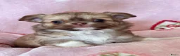 Chihuahua dogs for sale: Stunning Long-Haired Chihuahua Puppies in ELY - Advert 10