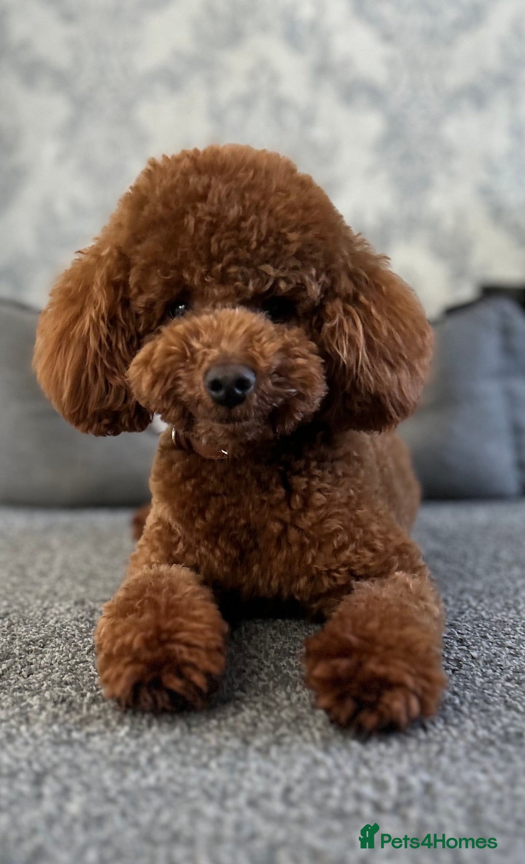 Toy Poodle dogs for stud: Leo Toy Poodle fox red Stud in Telford - Advert 7