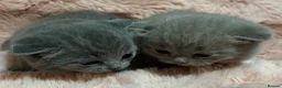 British Shorthair cats for sale: Beautiful British short hair kittens  - Advert 31