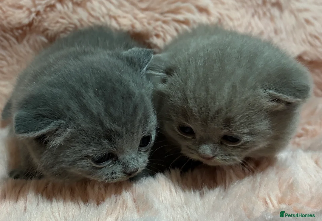 British Shorthair cats for sale: Beautiful British short hair kittens  - Advert 31