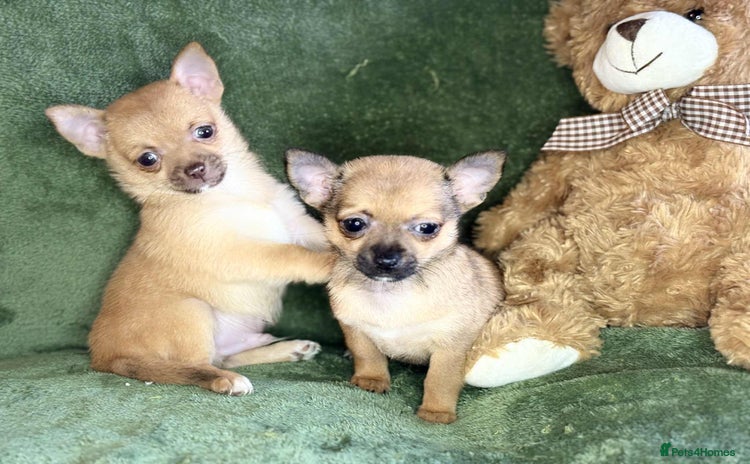 Chihuahua dogs - Advert 2