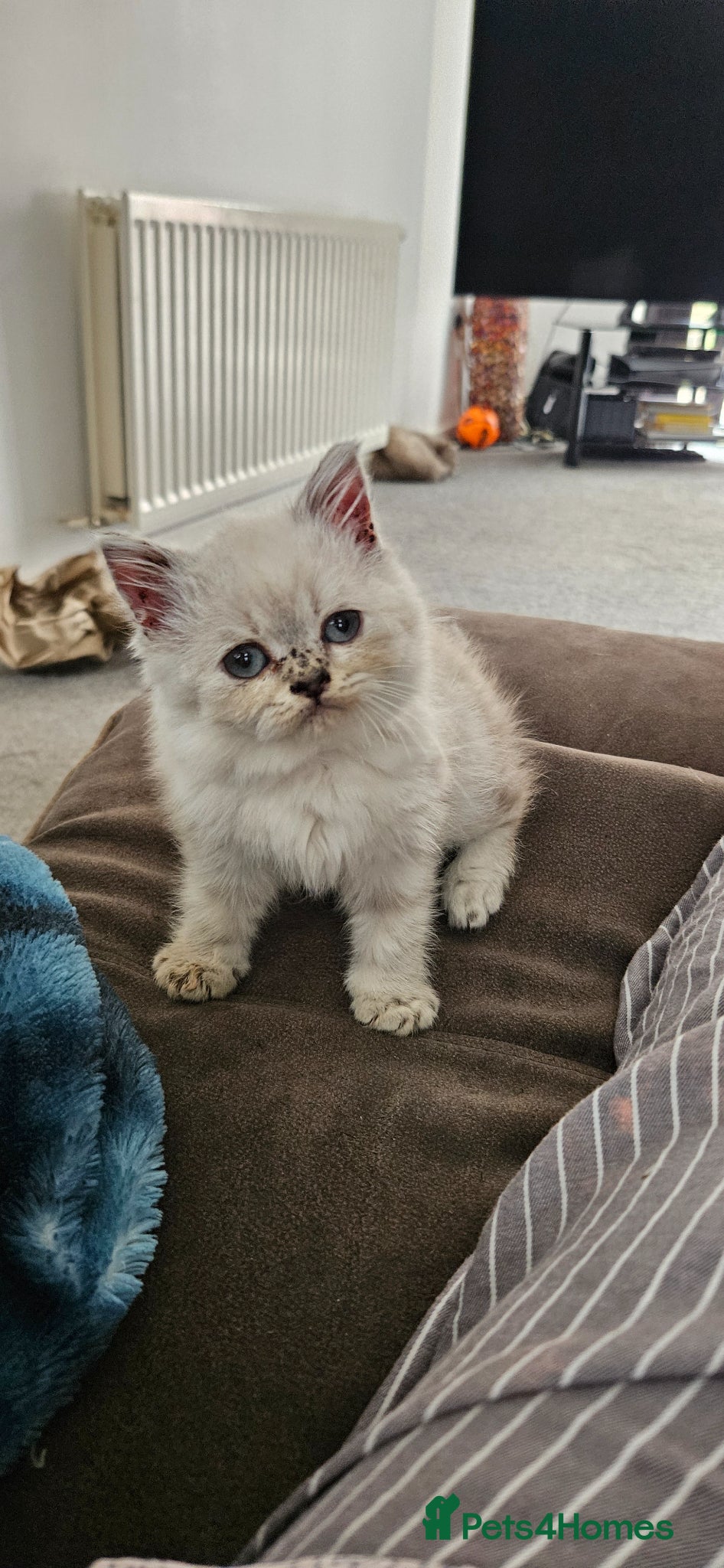 British Shorthair cats Kittens looking for their forever family. - Advert 1