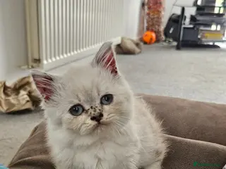 British Shorthair cats Kittens looking for their forever family. - Advert 1