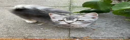 Bengal cats for sale: Gorgeous Bengal x British Short hair kittens - Advert 9