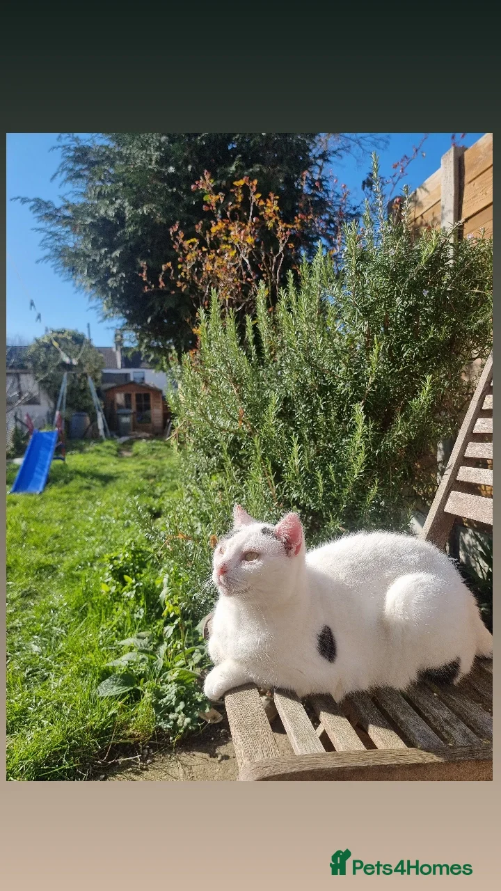 Domestic Shorthair cats Older white female cat - Advert 1