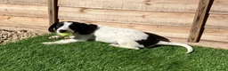 Sprollie dogs for sale: Unfortunate sale  - Advert 5