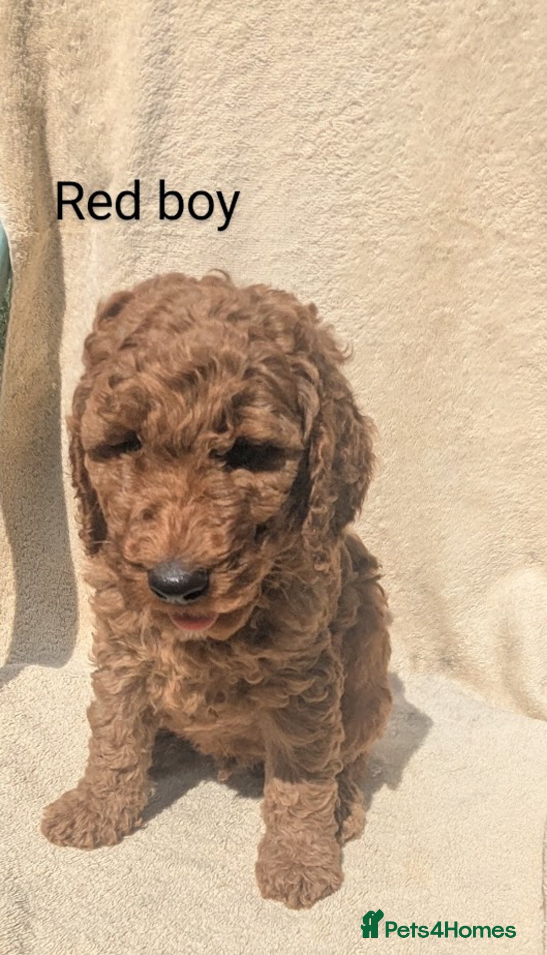 Poodle dogs for sale: Moyen Poodles - Image 9