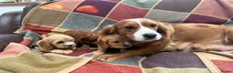 Cavapoo dogs for sale: Beautiful Cavapoo puppies  - Advert 3