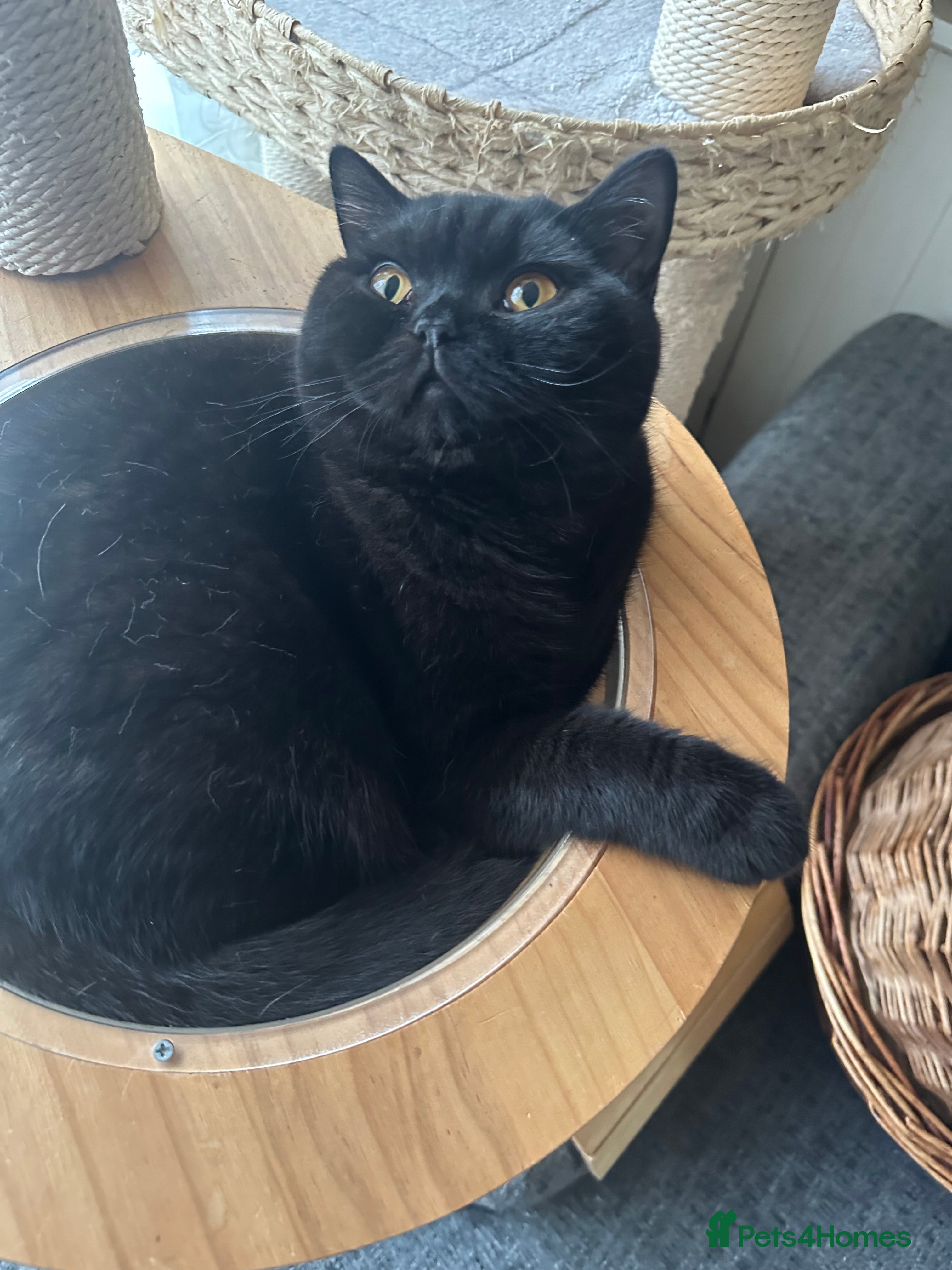 British Shorthair cats GCCF Registered British Short Hair Male  - Advert 6