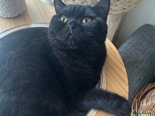 British Shorthair cats GCCF Registered British Short Hair Male - Advert 11