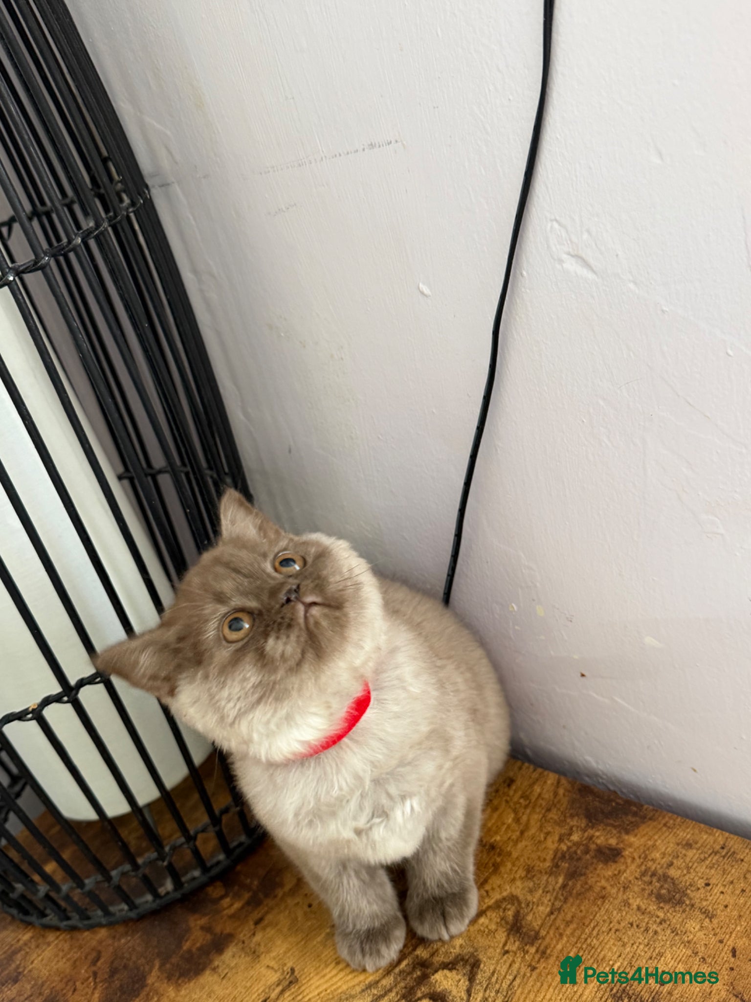 British Shorthair cats Fluffy BSH unique colour  - Advert 1