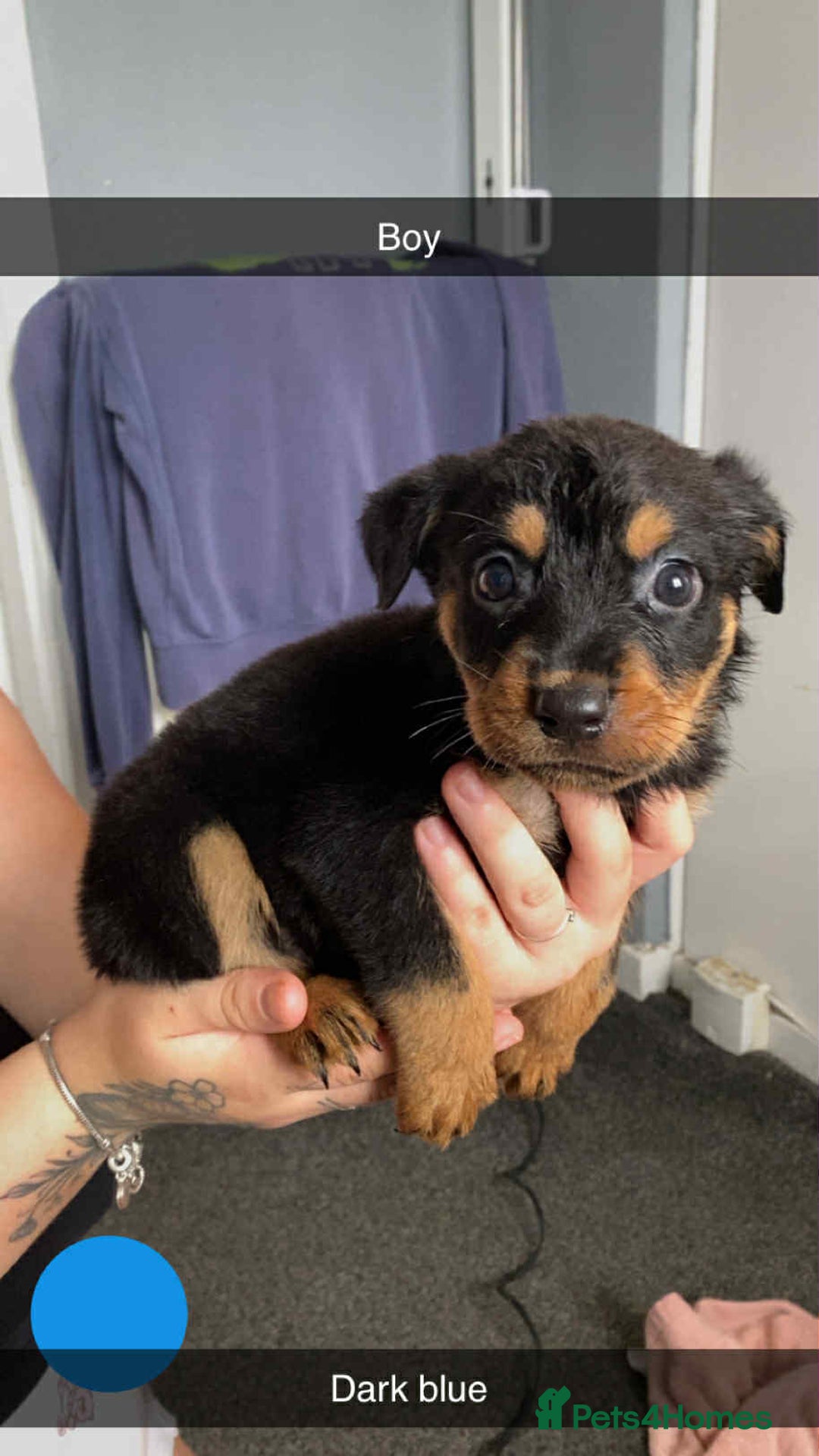 Rottweiler dogs for sale: 10 Rottweiler puppies - Image 11