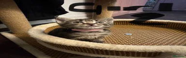 Domestic Shorthair 4