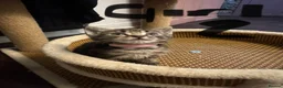 Domestic Shorthair cats for sale: Beautiful kittens  - Advert 4