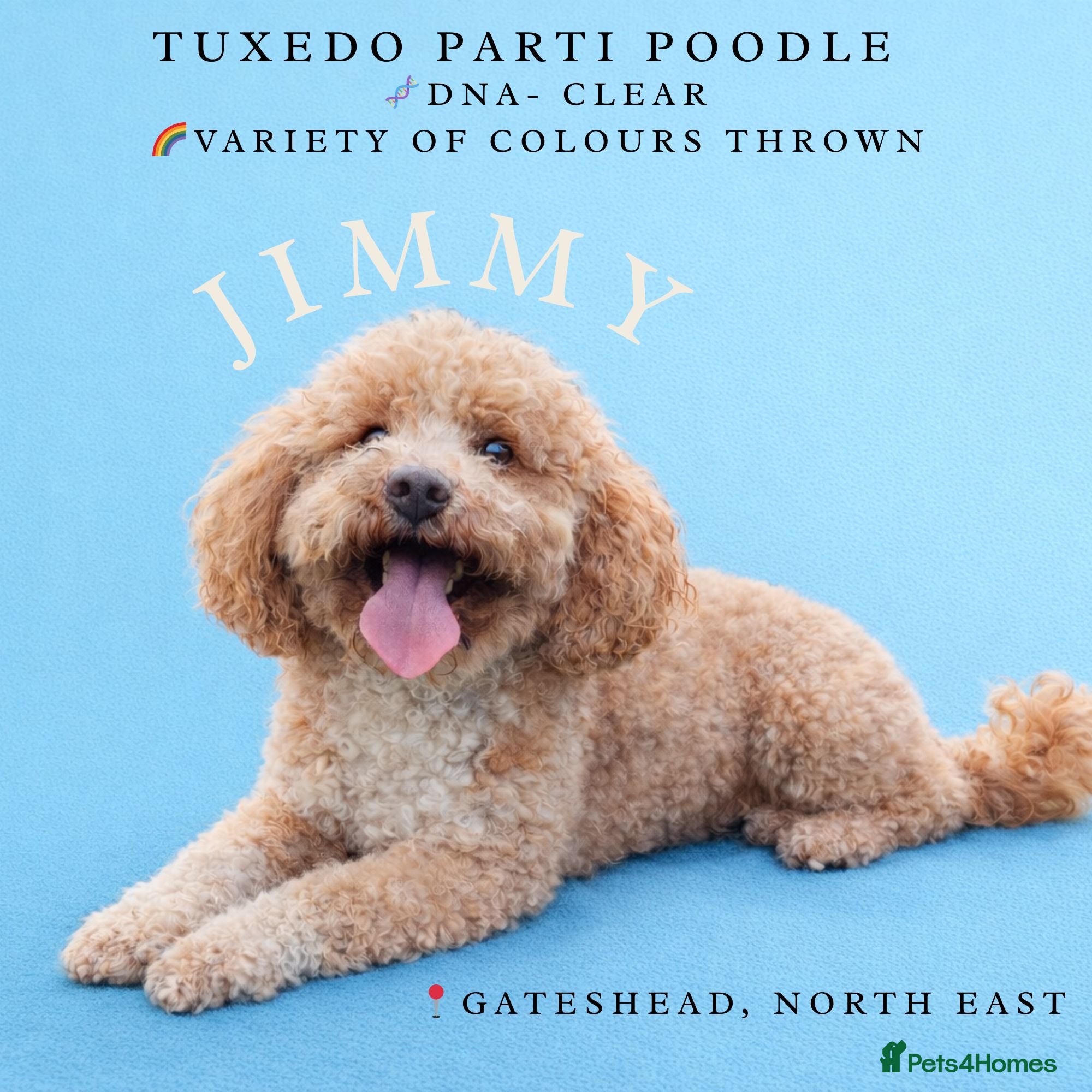 Toy Poodle dogs Jimmy tuxedo toy poodle  - Advert 2