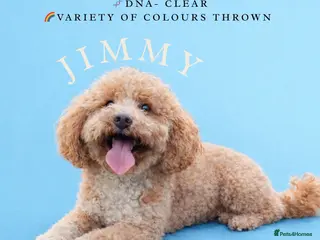 Toy Poodle dogs Jimmy tuxedo toy poodle - Advert 2