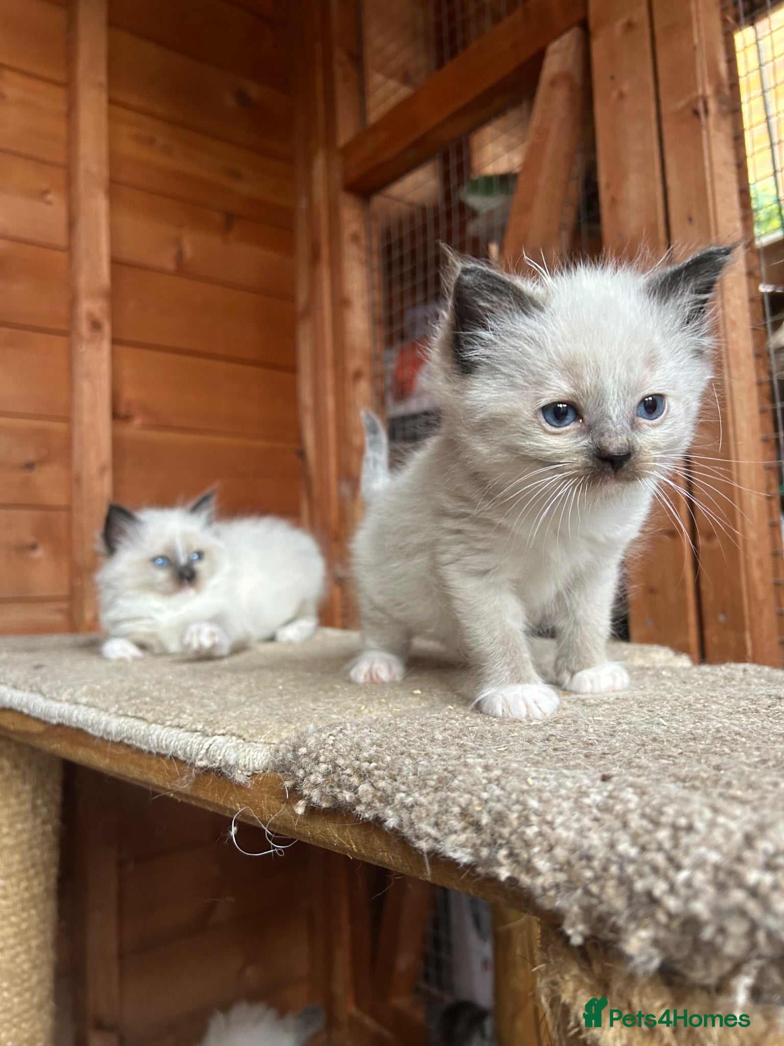 Ragdoll cats for sale: Ragdoll kittens 💕💙 - Advert 3