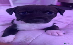 Mixed Breed dogs for sale: 5 beautiful staffy, patterdale cross puppies - Image 1