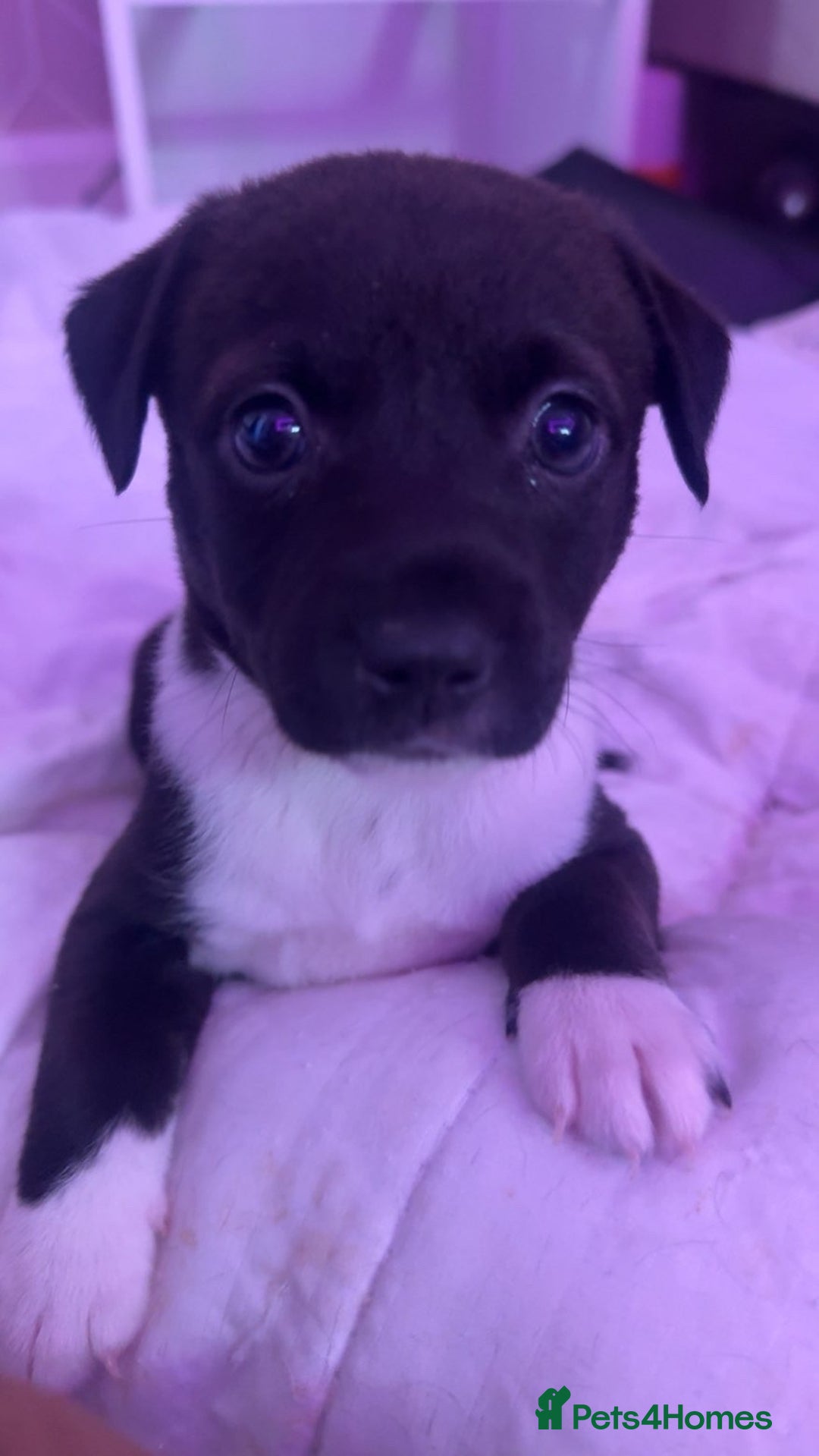 Mixed Breed dogs for sale: 5 beautiful staffy, patterdale cross puppies - Image 1