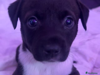 Mixed Breed dogs - Advert 32