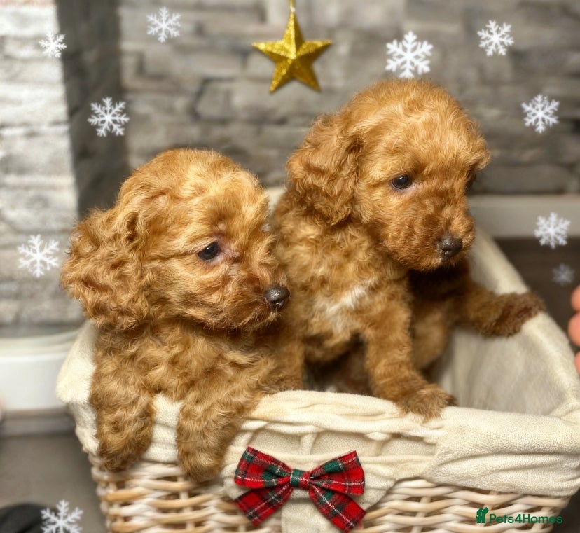 Cockapoo dogs 🐾 reduced £1200  FLUFFY COCKAPOO PUPPIES  - Advert 1