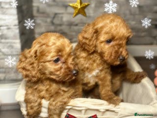 Cockapoo dogs 🐾 reduced £1200 FLUFFY COCKAPOO PUPPIES - Advert 3