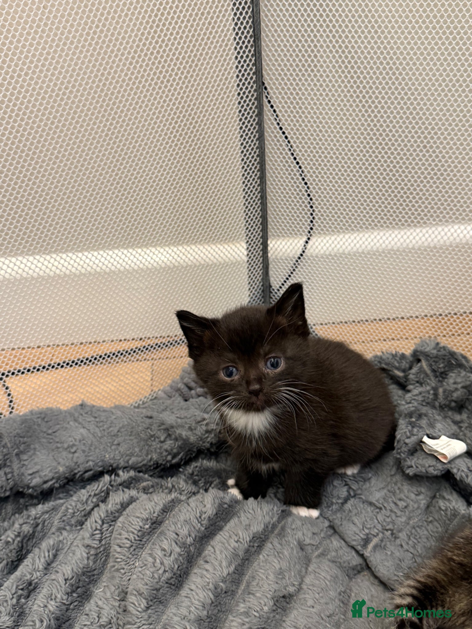 Persian cats 4 beautiful kittens  - Advert 1