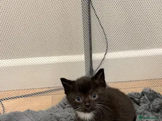 Persian cats 4 beautiful kittens - Advert 1