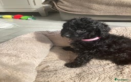 Poodle dogs for sale: Poodle 86% x cavalier DNA tested  - Image 2