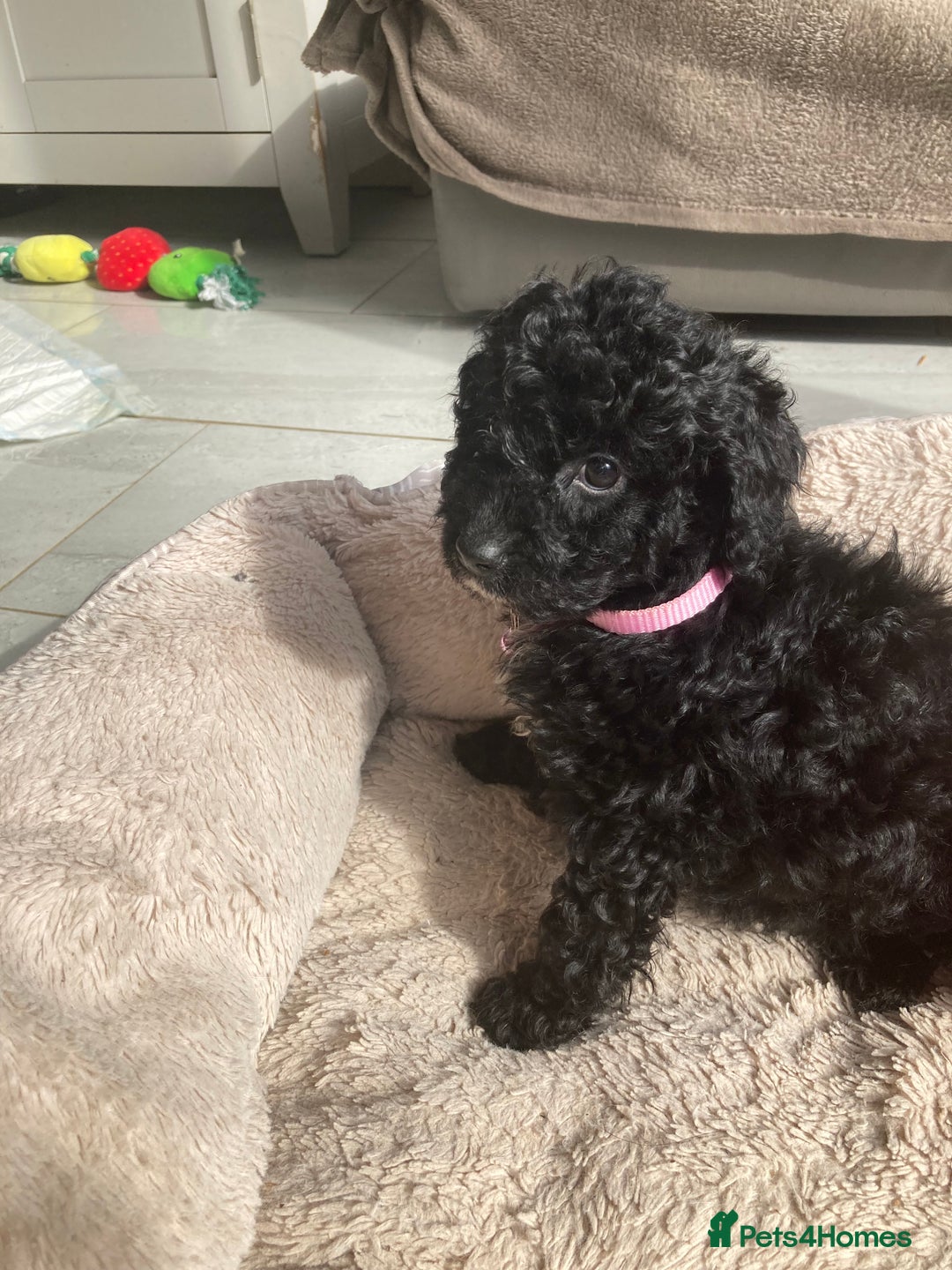 Poodle dogs for sale: Poodle 86% x cavalier DNA tested  - Image 2
