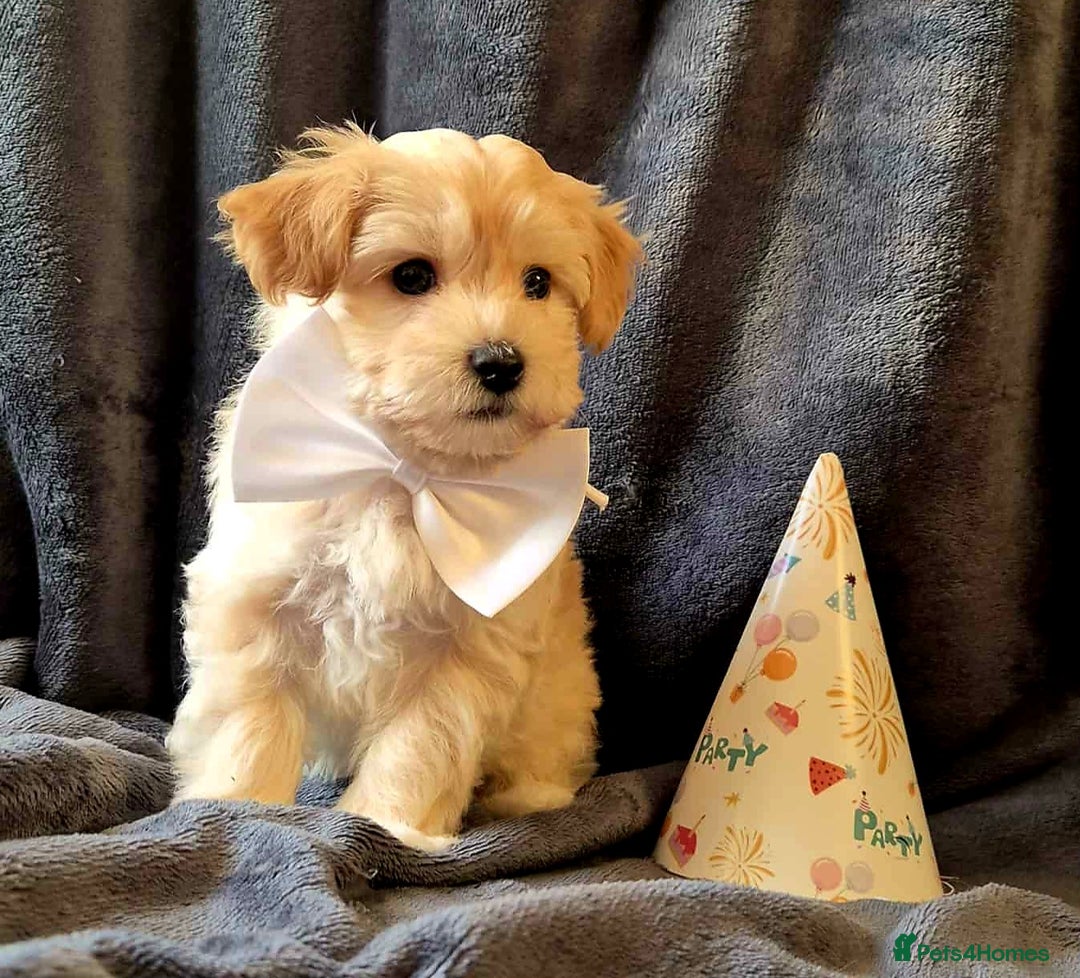 Maltipoo dogs for sale: F1 gorgeous maltipoo puppies - Image 2