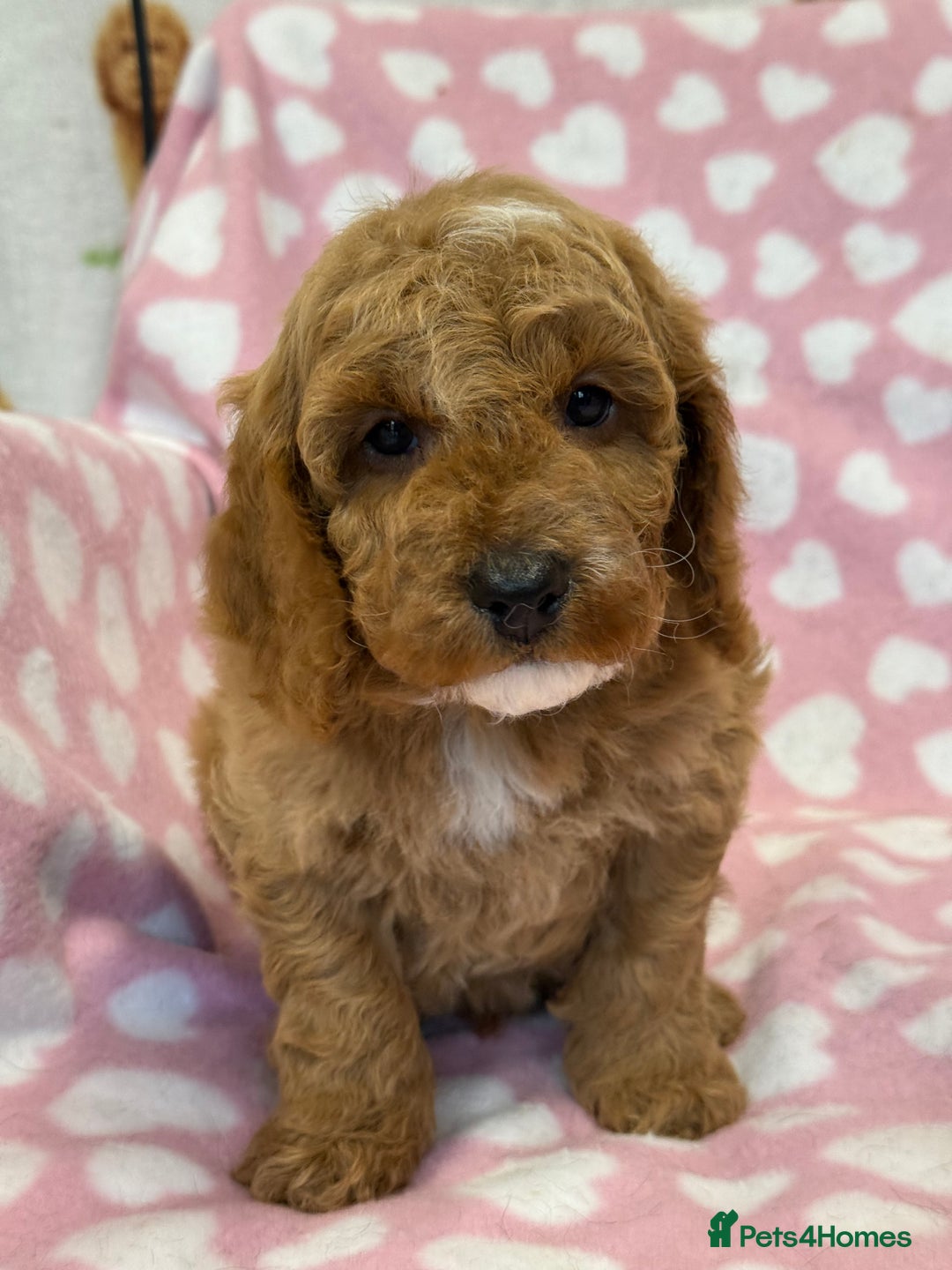 Cockapoo dogs for sale: Cockapoos F1B puppies  - Advert 10
