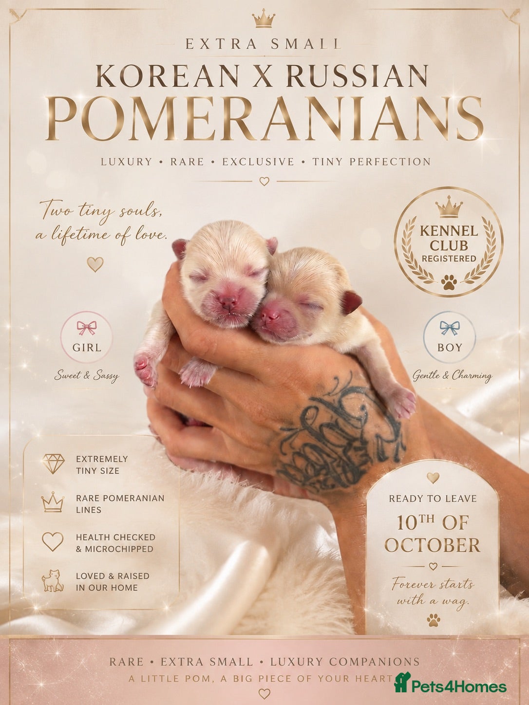 Pomeranian dogs RARE DOLL TEDDY KOREAN PUPPIES 🎀🧸🇰🇵🇷🇺 - Advert 1