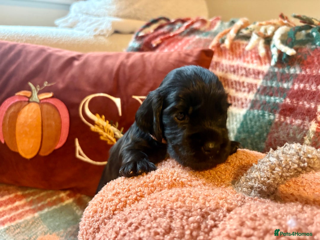 Cocker Spaniel dogs for sale: Beautiful Show Type Cocker Spaniel Puppies - Image 9