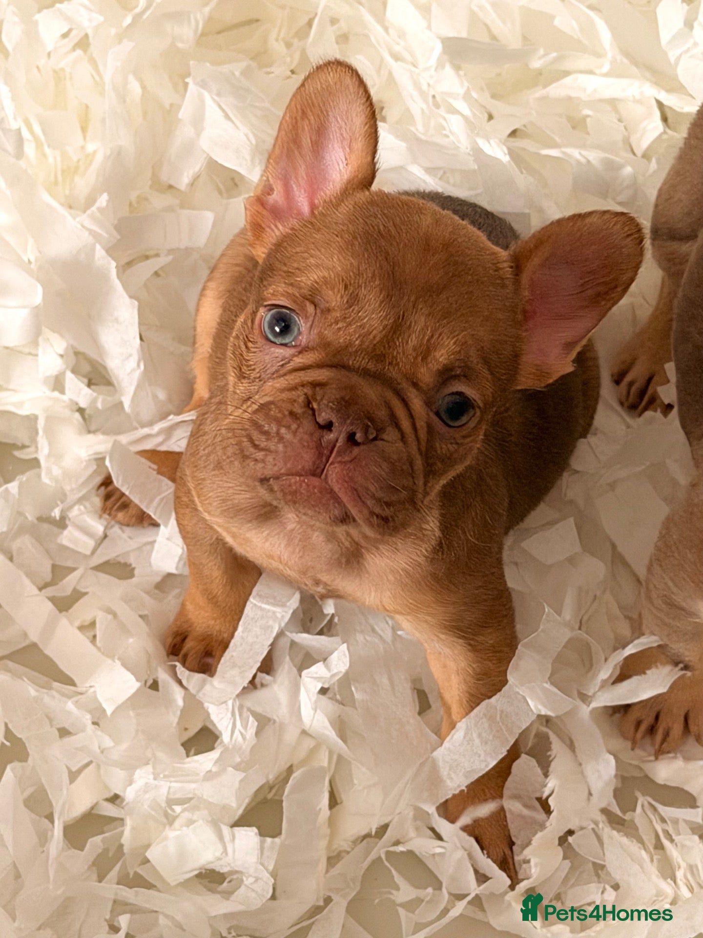 French Bulldog dogs 🐾 6 Beautiful KC Registered French Bulldog Puppys - Advert 2