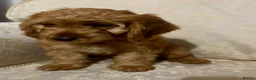 Cockapoo dogs for sale: ONLY 1  left!  F1  KC  FOX RED COCKAPOOS - Advert 7