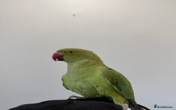 Ringnecks birds for sale: BEAUTIFUL. YOUNG GREEN RINGNECK BIRD  - Advert 1