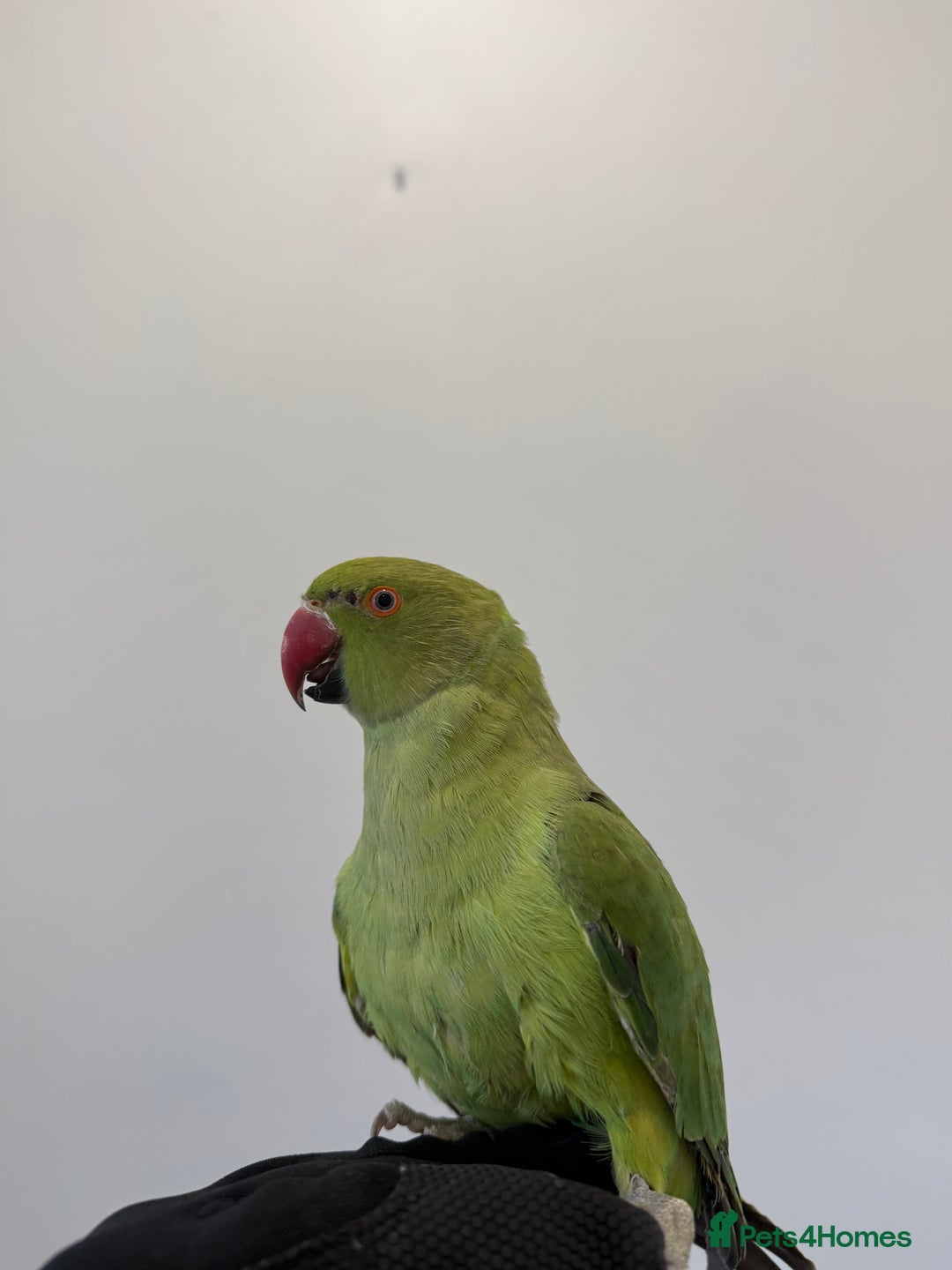 Ringnecks birds for sale: BEAUTIFUL. YOUNG GREEN RINGNECK BIRD  - Advert 1