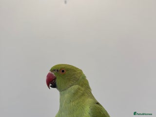Ringnecks birds BEAUTIFUL. YOUNG GREEN RINGNECK BIRD - Advert 1