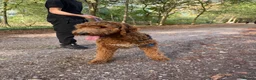 Mixed Breed dogs for sale: Stunning litter of Gordon Doodles. - Advert 7