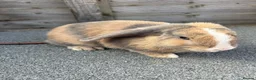 Mini Lop rabbits for sale: Mini lop bucks for sale  - Advert 3