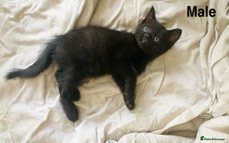Scottish Fold cats for sale: Adorable 8 weeks old Scottish fold kittens! - Image 9