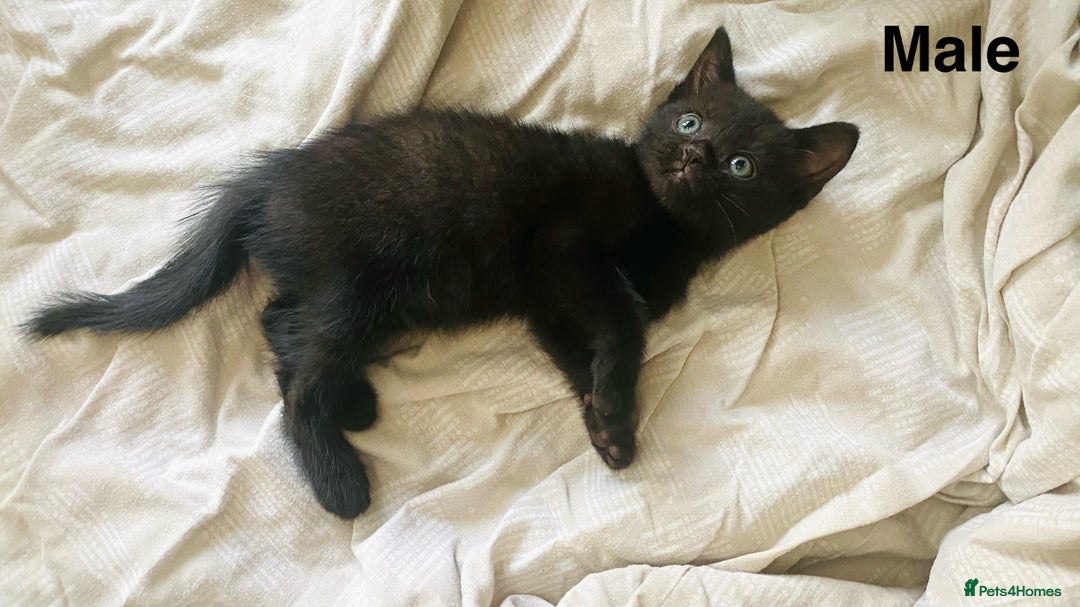 Scottish Fold cats for sale: Adorable 8 weeks old Scottish fold kittens! - Image 9