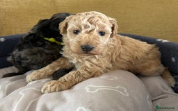 Miniature Poodle dogs for sale: Miniature Poodle Puppies  - Image 20